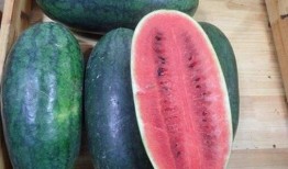 黑瓜吃料網,揭秘美食背后的故事與營養秘密