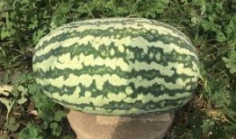 網(wǎng)紅大瓜下載,下載背后的驚人真相