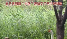 網(wǎng)紅大鵝,從田間到網(wǎng)絡(luò)，一只鵝的傳奇之旅