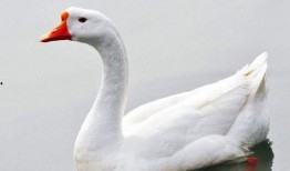 網(wǎng)紅大鵝,從田間到網(wǎng)絡(luò)，一只鵝的傳奇之旅