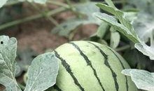 今日吃瓜熱門大瓜必看大瓜網(wǎng)紅,揭秘網(wǎng)紅大瓜，吃瓜群眾必看！