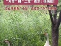 網紅大鵝,從田間到網絡，一只鵝的傳奇之旅