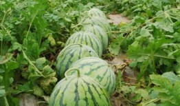 網(wǎng)紅大瓜排行,熱門事件盤點與幕后真相