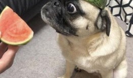 吃瓜的表情包,揭秘網(wǎng)絡(luò)社交中的“圍觀”文化