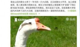 網(wǎng)紅大鵝,從田間到網(wǎng)絡(luò)，一只鵝的傳奇之旅