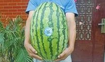 熱門大瓜每日大賽,揭秘娛樂圈最新爆料，大賽精彩瞬間回顧