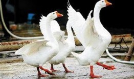 網紅大鵝 今日吃瓜爆料,今日吃瓜大揭秘！