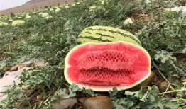 網(wǎng)紅大瓜排行,熱門事件盤點與幕后真相