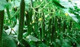 必吃大瓜今日大瓜,今日熱門話題大盤點