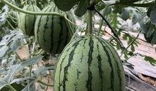 今日吃瓜熱門大瓜必看大瓜網(wǎng)紅,揭秘網(wǎng)紅大瓜，吃瓜群眾必看！