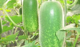 網紅大瓜博雅吃瓜視頻最全觀看,全網最全大瓜集錦，一網打盡網紅熱點