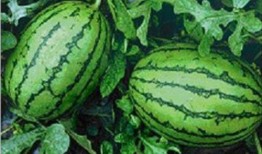 吃瓜網(wǎng)官網(wǎng),帶你領(lǐng)略網(wǎng)絡(luò)娛樂資訊的盛宴