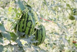 今日吃瓜熱門大瓜必看大瓜網紅,揭秘網紅大瓜，吃瓜群眾必看！